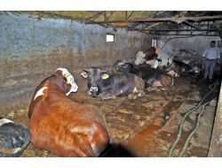 Müftü Korkmaz: Kurban Olacak Hayvanın Kusurunun Bulunmaması Gerekir