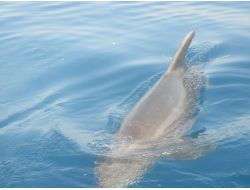 Balık Tutmaya Gittiler, Yunuslara Ziyafet Verdiler