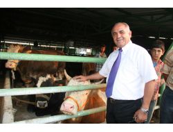 Saman Fiyatları Arttı, Kurbanlıklar Pazara İndirimle Geldi (Özel)