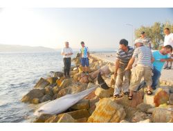 Çanakkale Sahilinde Ölü Yunus Bulundu
