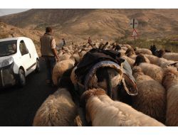 Şırnak Ve Çevresindeki Yaylalarda Konaklayan Göçerler Geri Dönüyor