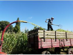Tarımda Hayvan Yem Bitkileri Ekimi Revaçta