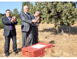 Manisa Spil Dağı'nda 200 Kınalı Keklik Doğaya Salındı