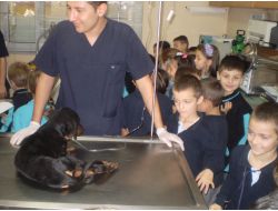 Veteriner Kliniğini Gezen Minikler Tedavisi Süren Hayvanları Sevdi