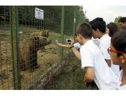 Tedavi Edilen Şahinler ‘hayvanları Koruma Günü’nde Özgür Bırakıldı