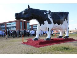 Dev İnek Maketi Veteriner Fakültesine Hediye Edildi