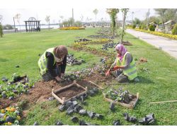 Gölbaşı'nda Parklar Kış Çiçekleriyle Süsleniyor