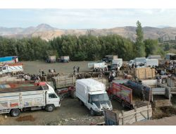 Suşehri Hayvan Pazarında Kurbanlıklar Görücüye Çıktı