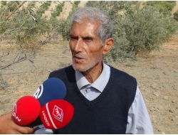 Suriye’den Atılan Havan Mermisi Zeytin Ağaçlarına Zarar Verdi