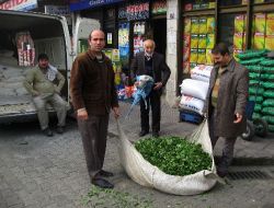 Çay Üreticileri 2009'da Altın Yılını Yaşıyor
