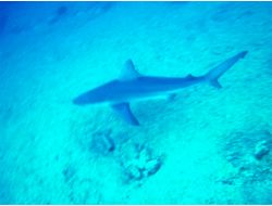 Kum Köpekbalıkları Yakın Takipte