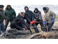 Sibirya'da Bazı Organları Bozulmamış 30 Bin Yıllık Mamut İskeleti Bulundu