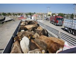 Bu Yıl, Geçen Yılın İki Katı Kurban Meydanlarda Olacak