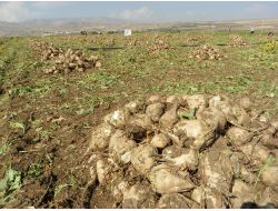 Kırıkkale’de Şeker Pancarı Hasadı Başladı