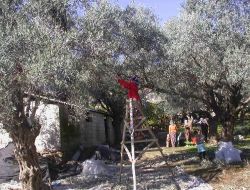Mkü, Kaliteli Zeytin Ve Zeytinyağı Üretmek İçin Kolları Sıvadı