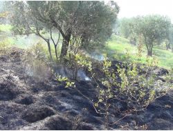Zeytinlik Alandaki Yangın Büyümeden Söndürüldü