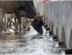 20 Lülesi Bulunan Çeşme Görenleri Şaşırtıyor