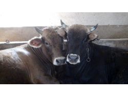 Kurbanlık Alırken Sağlık Raporu Ve Menşe Şahadetnamesine Dikkat