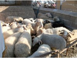 Eflani'de Kurbanlıklar Pazara İndi