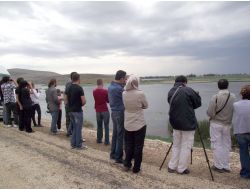 Kırıkhan'daki Gölbaşı Gölü'nde 51 Kuş Türü Tespit Edildi
