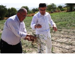 Dolar Açan Kapariye Talep Çok, Ürün Yok!