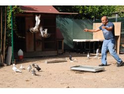 Beslediği Güvercinleri, Ecevit'in Özel Günlerinde Özgürlüğüne Kavuşturuyor