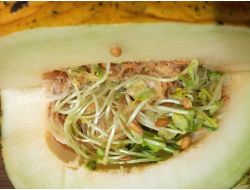 Kestiği Kavunun İçinin Filizlendiğini Görünce Şaşırdı