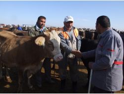 Boğazlıyan’da Kurbanlıklar Görücüye Çıktı