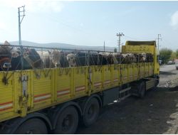 Kurbanlıklar Önce İlaçlandı Sonra Yola Koyuldu