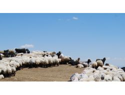 Batman'da Hayvan Sevkıyatında Uyulması Gereken Kurallar Açıklandı