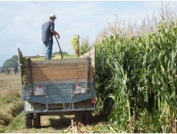 Silajlık Mısır Üreticinin Yüzünü Güldürüyor