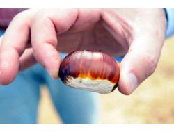 Kestane, Köylünün Yüzünü Güldürdü