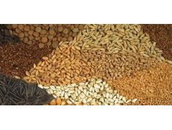 Kadir Güven: Sertifikalı Tohum Verimi Arttırıyor