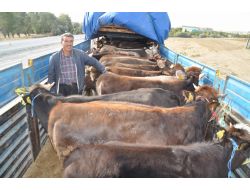 Yozgat’ta Kurbanlık Sevkiyatlarına Yönelik Denetimler Artırıldı