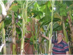 Emekli Öğretmen Kozan'da Muz Yetiştirdi