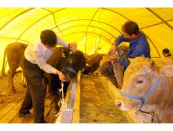 Etimesgut’ta Kurban Hazırlıkları Sürüyor