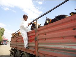 Muş Dışına Kurban Sevkıyatı Arttı