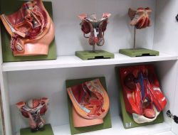 Trakya Üniversitesi Tıp Fakültesi Hastanesi'nde Anatomi Müzesi Açıldı