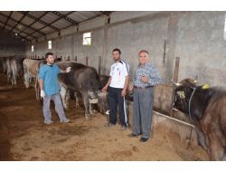 Kurbanlık Hayvanların Şap Ve Şarbon Aşılarını Kontrol Ettirin