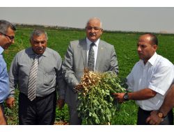 Yer Fıstığı Üretiminde Gaziantep, Osmaniye’nin Tahtına Göz Dikti