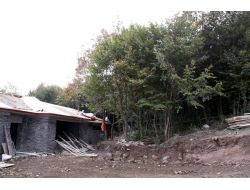 Sahipsiz Sokak Hayvanları, Doğal Yaşam Alanlarını Sevdi