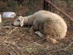 Marmaris’te Küçükbaşlarda Hastalık: Karantina Bölgesi Genişleyebilir