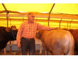 Kurbanlıklar Satışa Çıktı