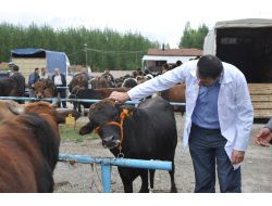 Bilecik'te Kurbanlık Pazarı Kontrol Altında