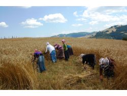 "Anız Yakmak Hem Çiftçiye, Hem Doğaya Hem De İnsana Zarar Veriyor"