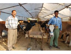 Kurbanlık Hayvan Satıcıları Masrafların Çokluğundan Dertli