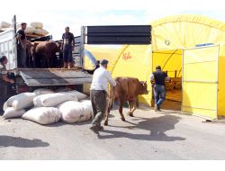 Yenimahalle’de Kurbanlıklar Alana İndi