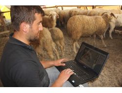 'Teknoçoban' Kurbanlıklarını İnternetten Satıyor