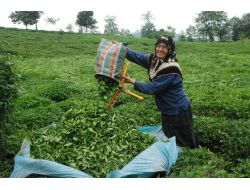 Çay Üreticisine 147 Milyon Lira Ödendi