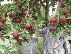 Yahyalı'da Elma Toplama Mevsimi Başladı